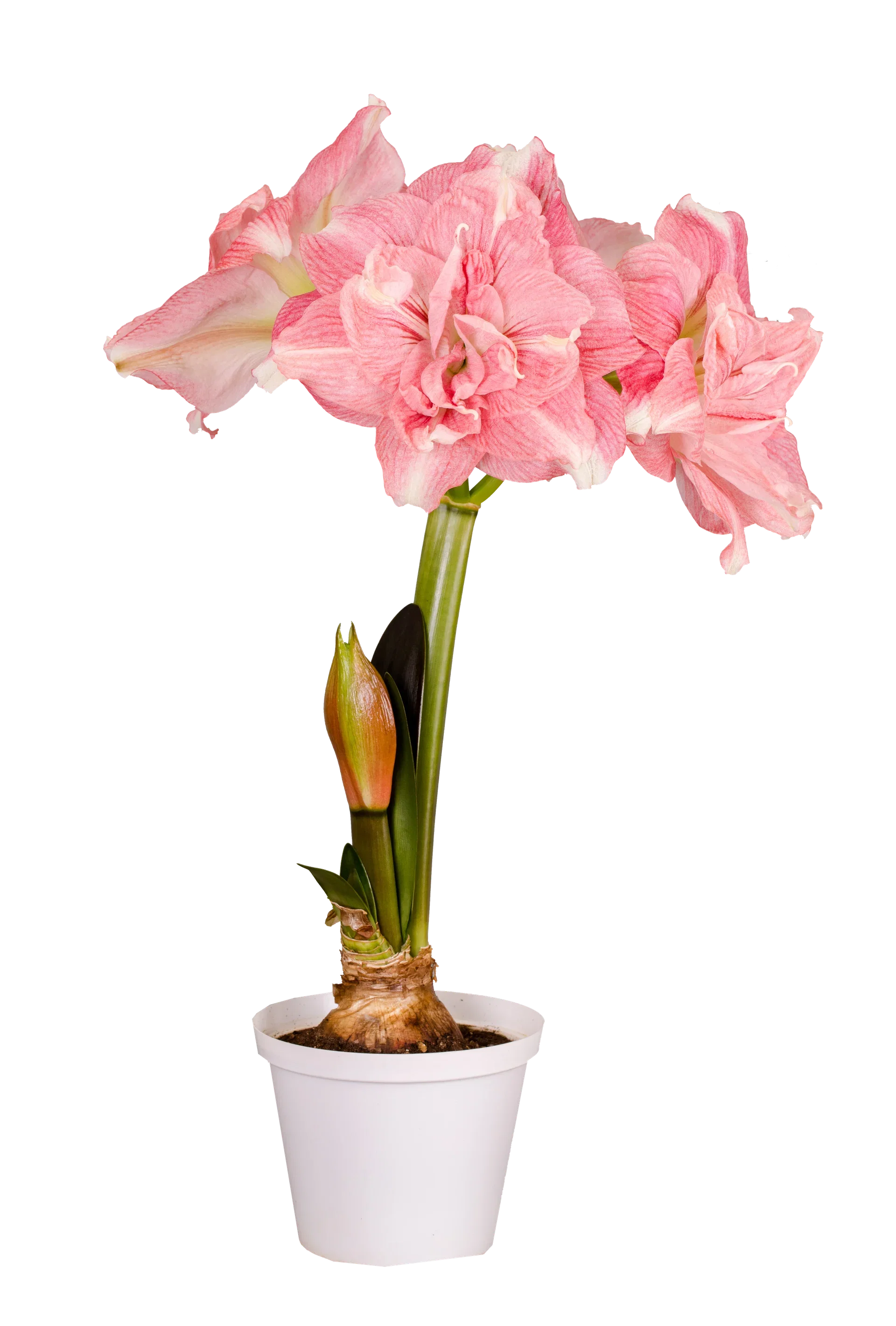 Hippeastrum 32+ 'Rozetta' 14 cm