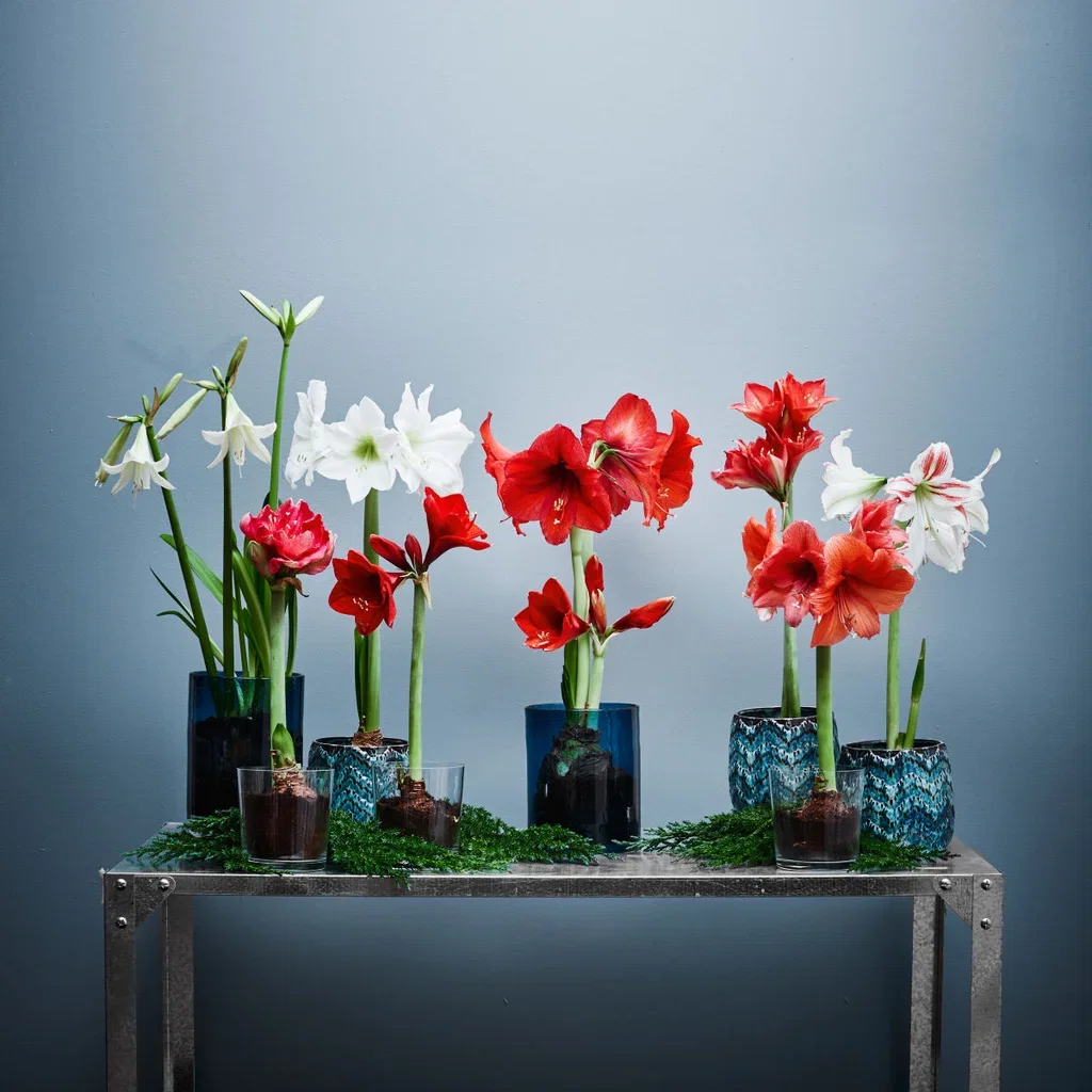 Amaryllis 'Cayenne'