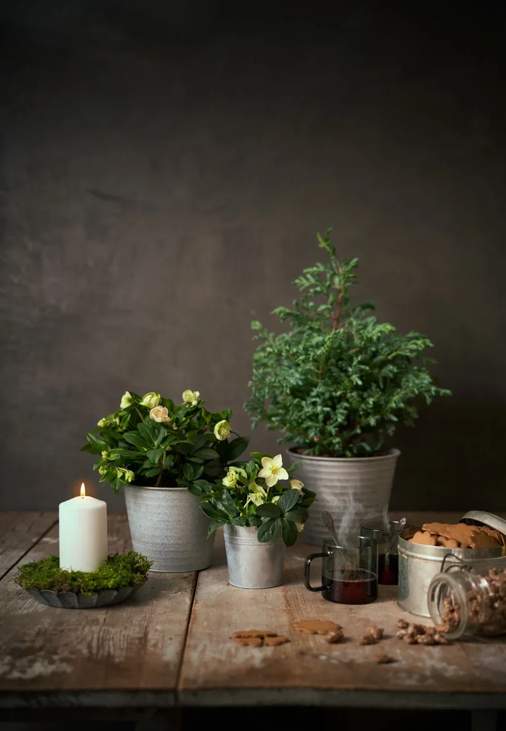 Chamaecyparis 'Squarrosa' 19 cm