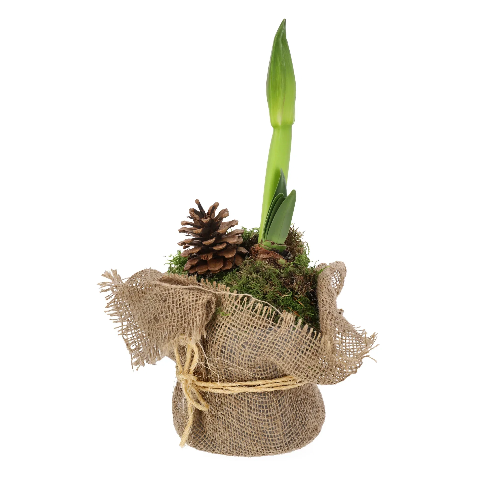 Hippeastrum 30+ Rondella Red 14 cm