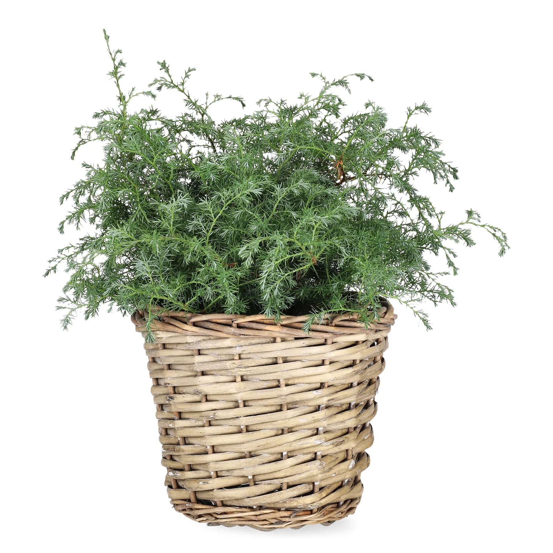 Chamaecyparis 'Squarrosa' 19 cm