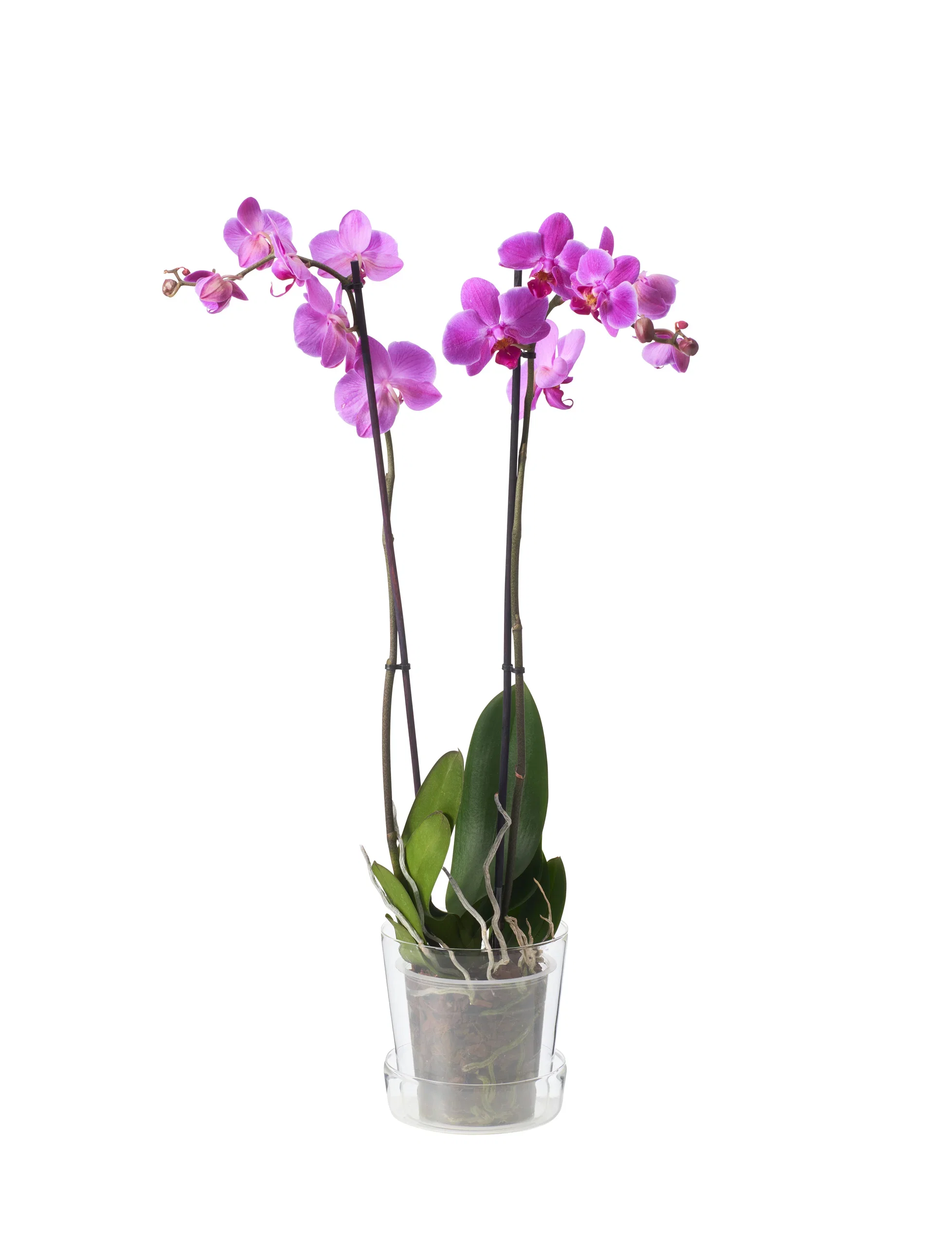 Inez pot w/saucer D11 transparent