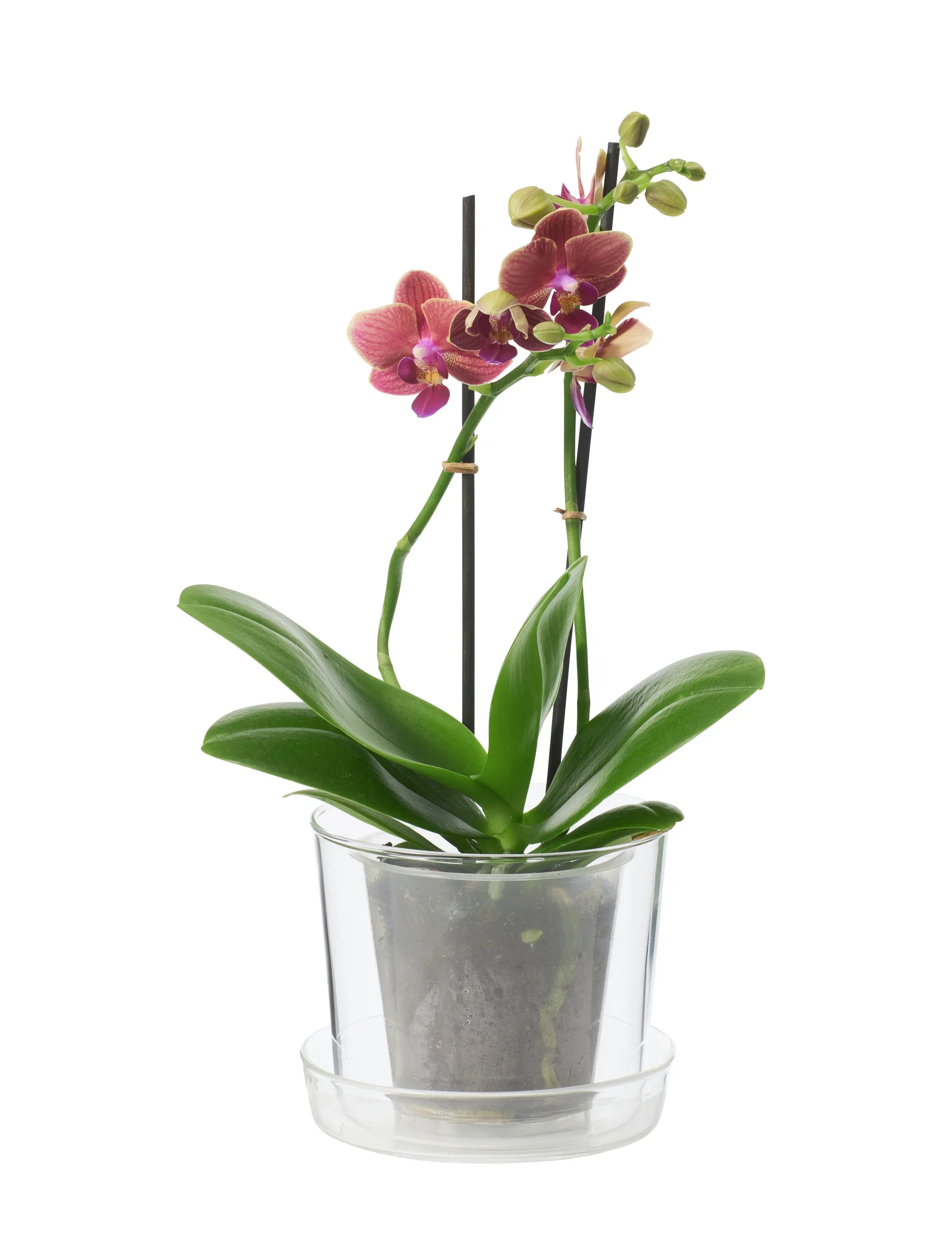 Inez pot w/saucer D13 transparent