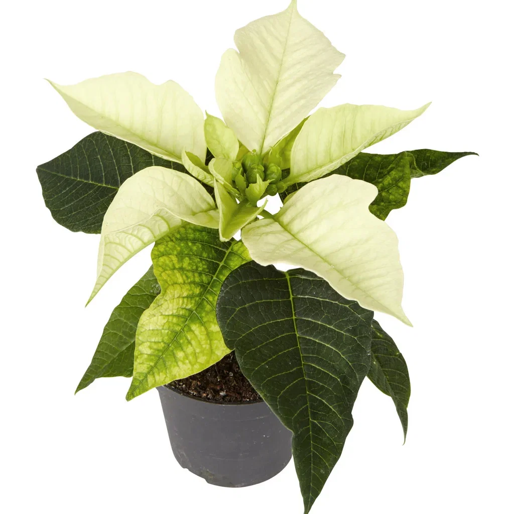 Euphorbia pulch. Mini White 6 cm