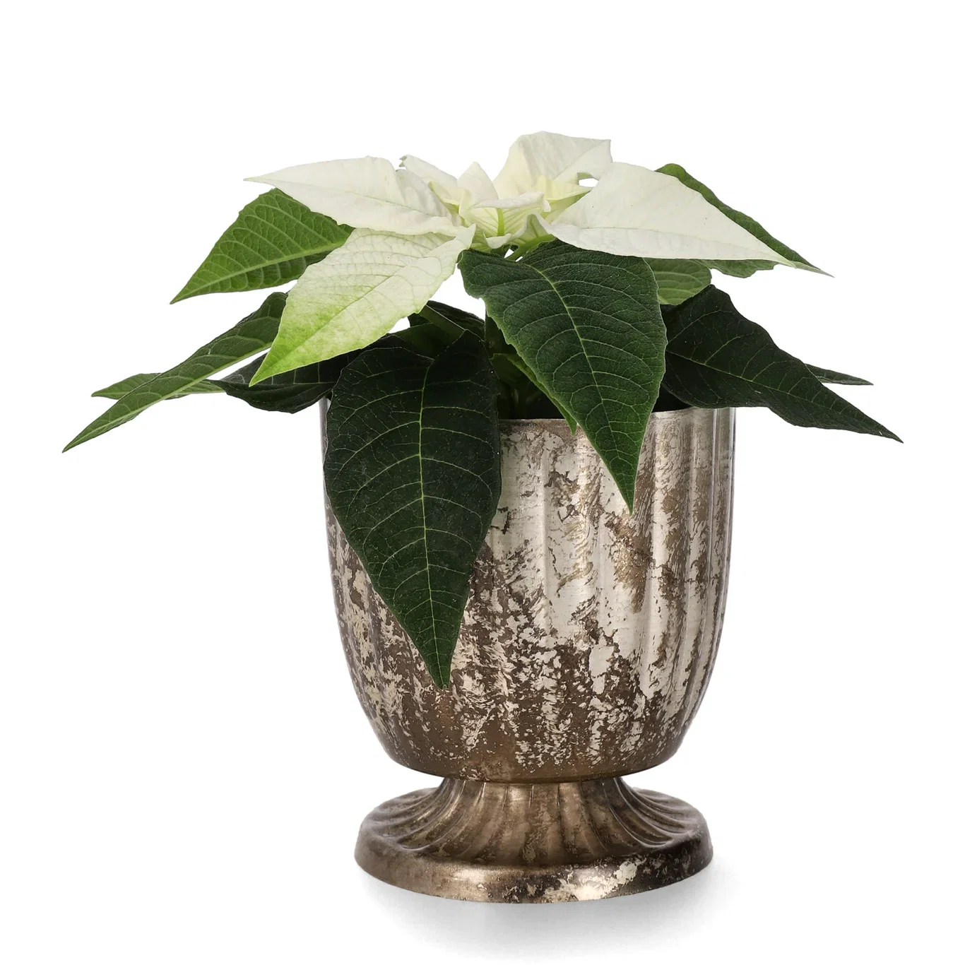 Euphorbia pulch. Mini White 6 cm