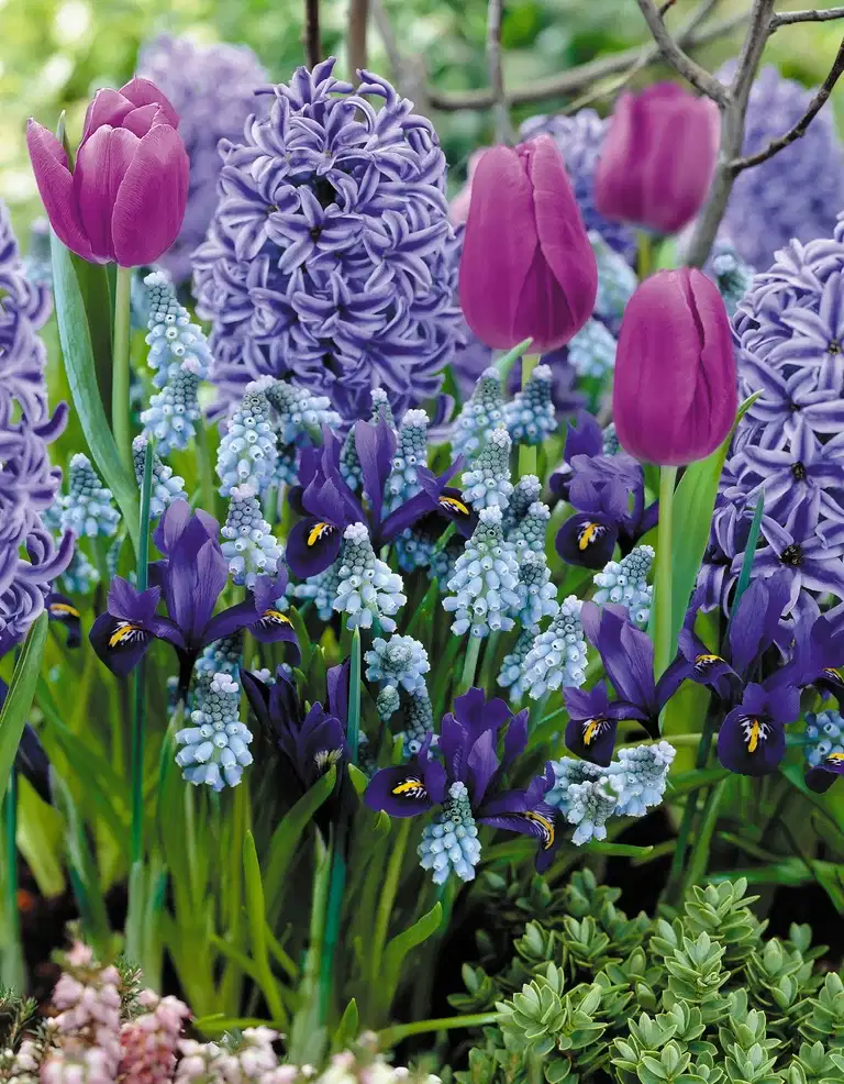 Blomsterløk miks 'Blue Blend' - 15 stk