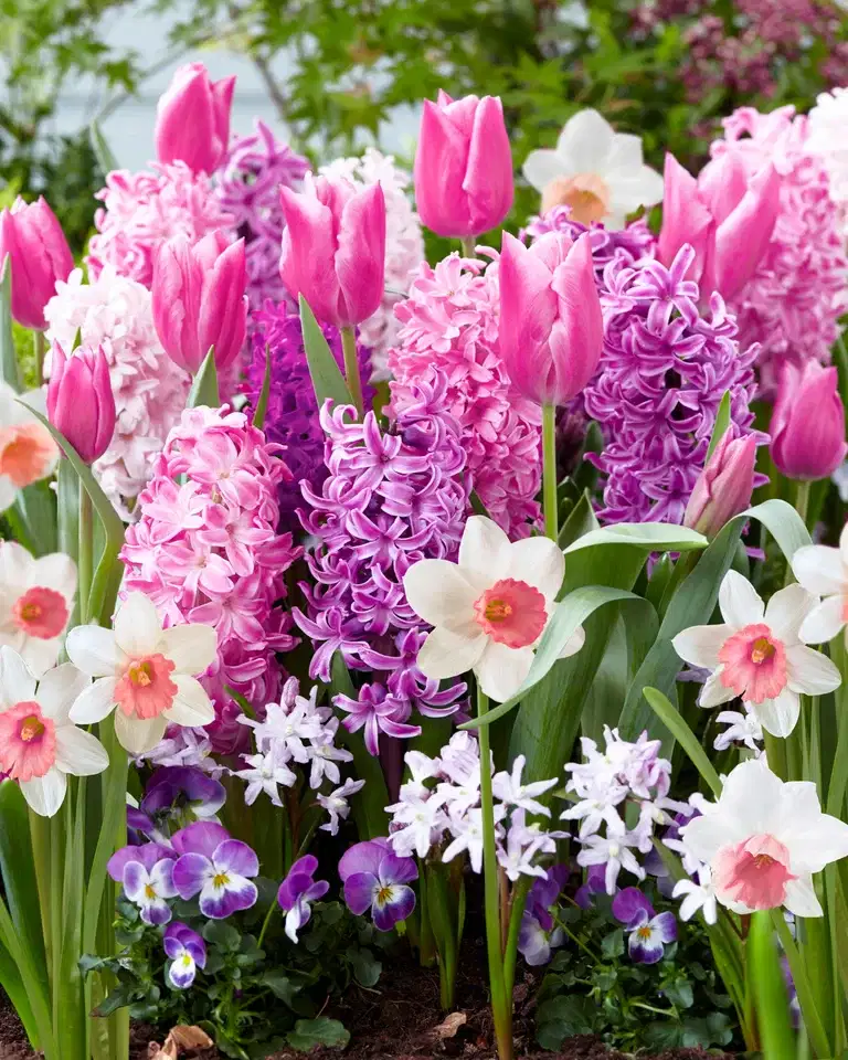 Blomsterløk miks 'Pink Blend' - 15stk