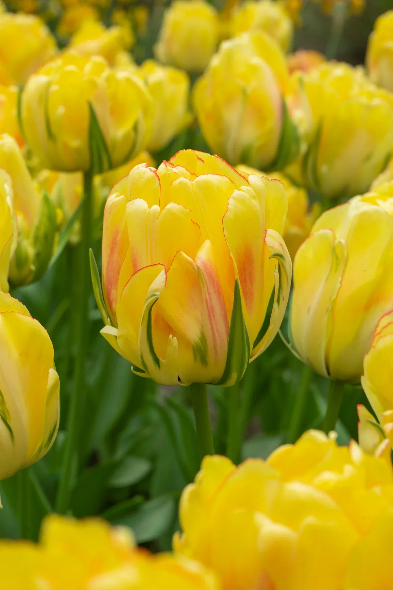 Tulipa Double Late Akebono