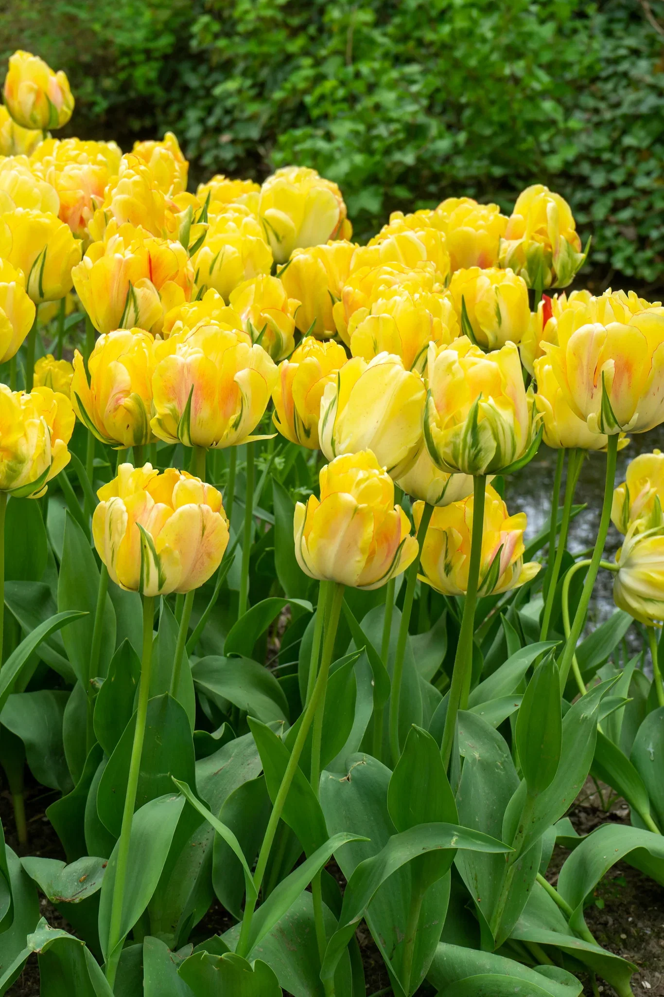 Tulipa Double Late Akebono