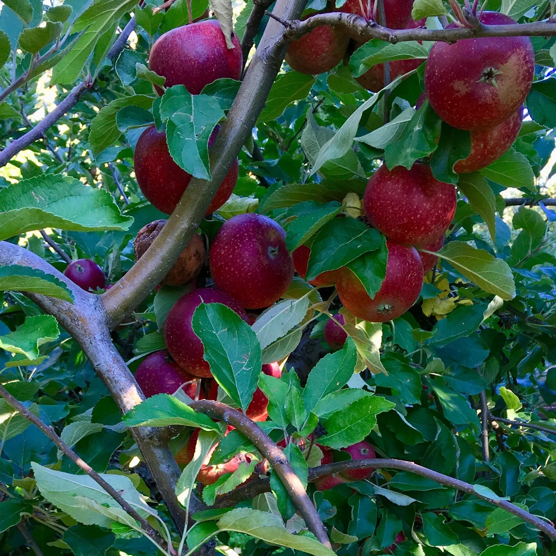 Malus domestica 'Ingrid Marie' E A2 12L
