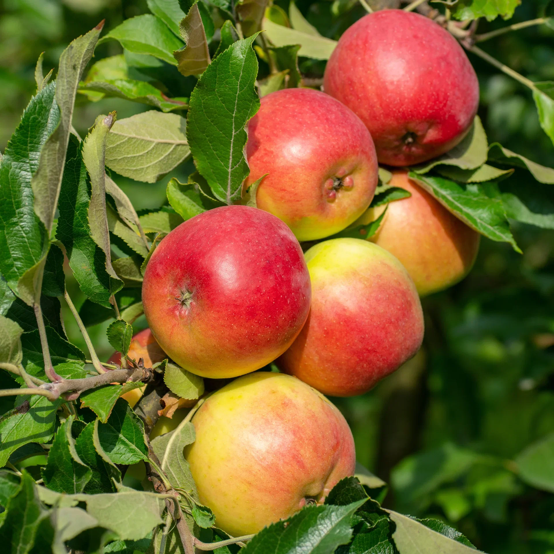 Malus domestica 'Fredrik' E A2 12L
