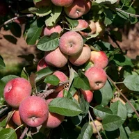 Malus domestica 'Gyllenkroks Astrakan' E A2 12L