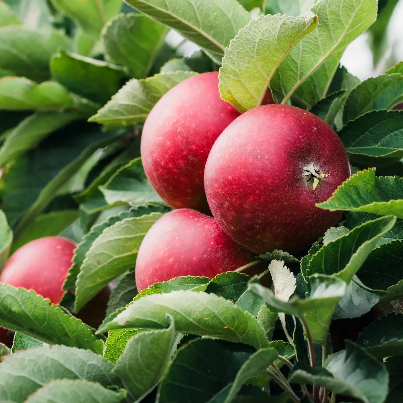 Malus domestica 'Ingrid Marie' E A2 12L