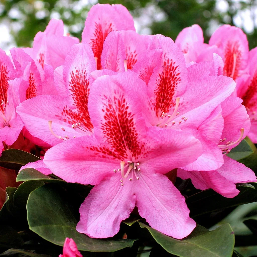 Rododendron 'Furnivall's Daughter'