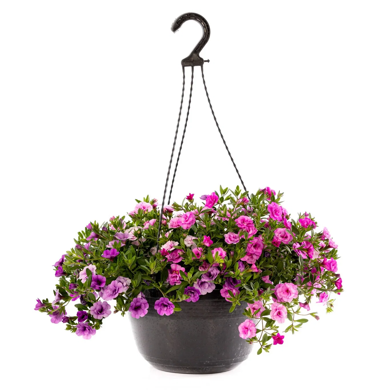 Calibrachoa Romantic G. double fl. h. basket 27 cm