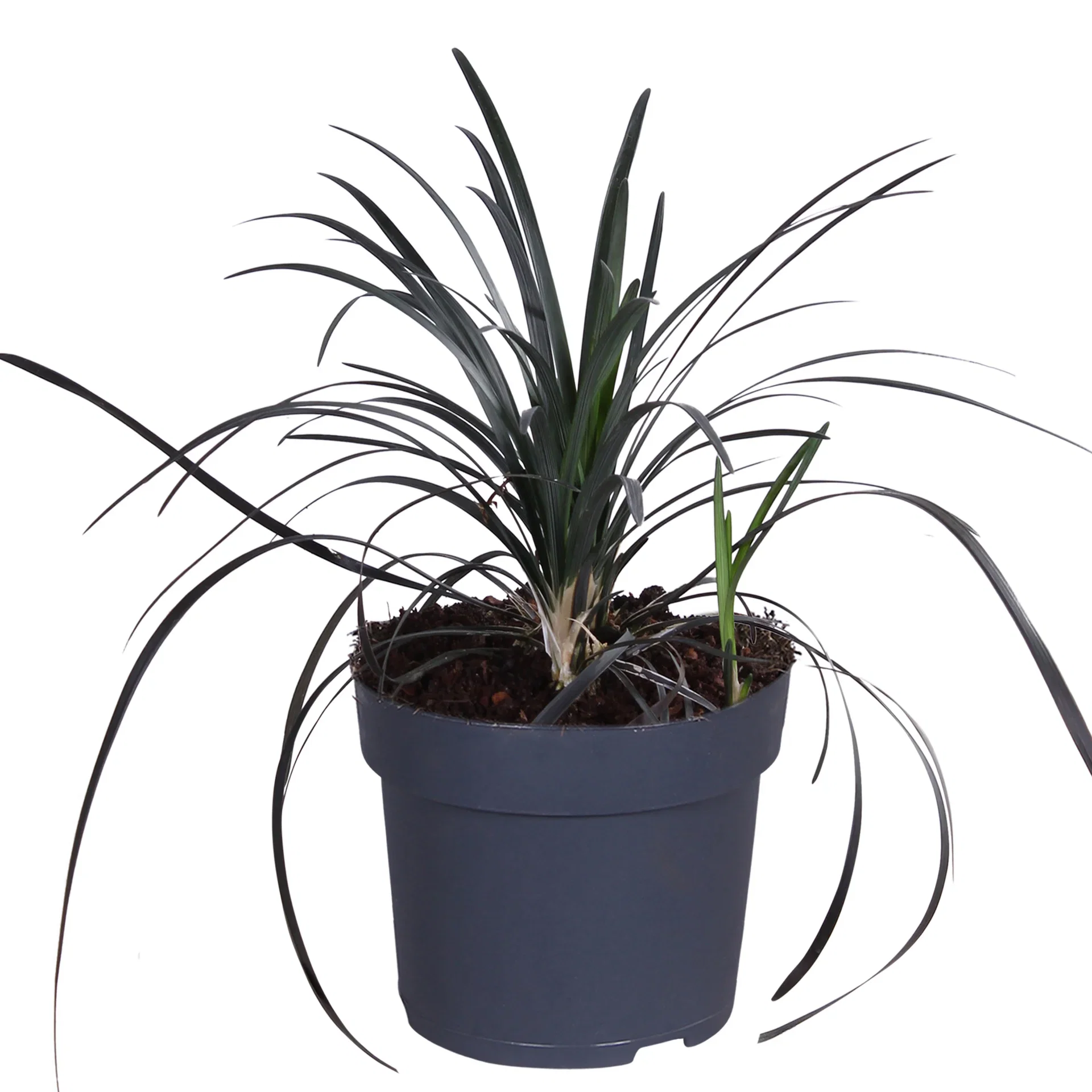 Mørkt ormeskjegg 'Nigrescens’