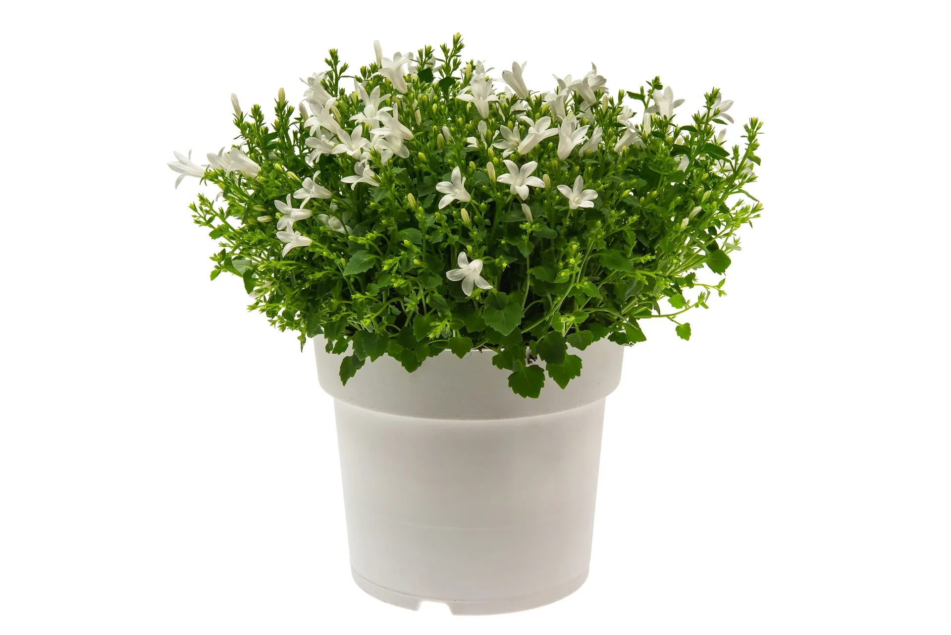 Campanula 'Get MEE' White 17 cm