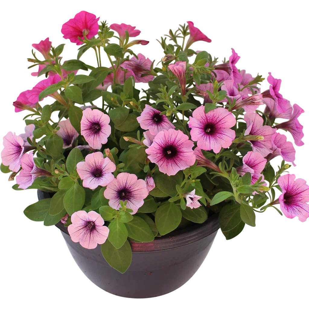 Petunia h. basket 25 cm