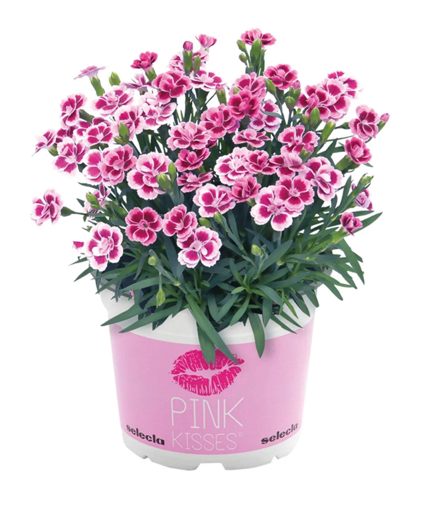 Dianthus 'Pink Kisses' 14 cm