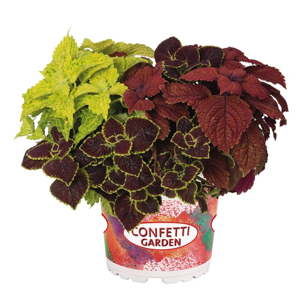 Coleus Romantic G.