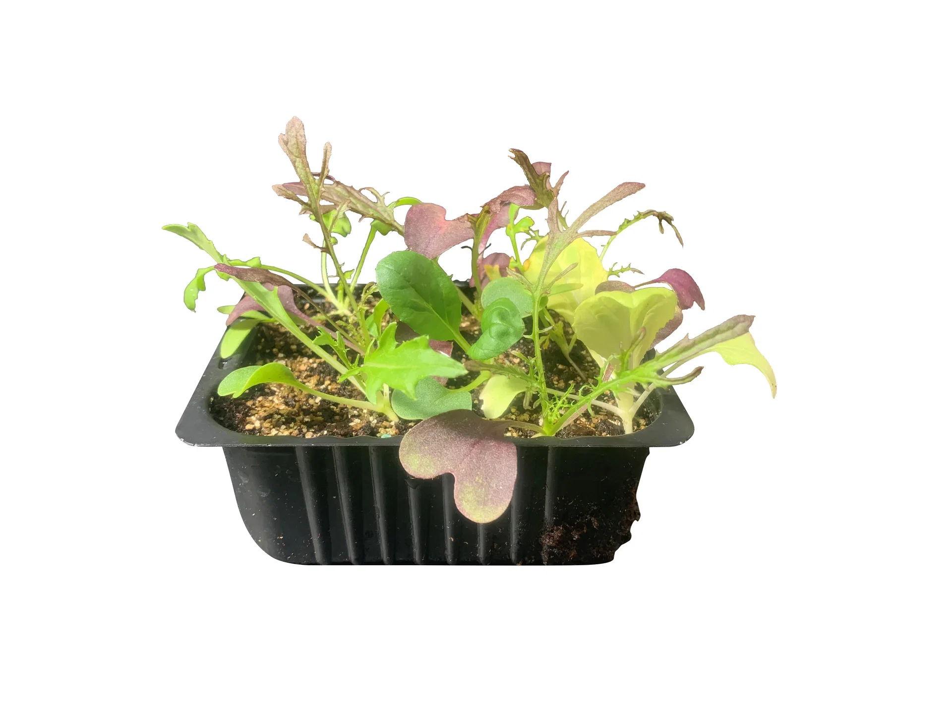 Eruca Ruccola box 14 cm