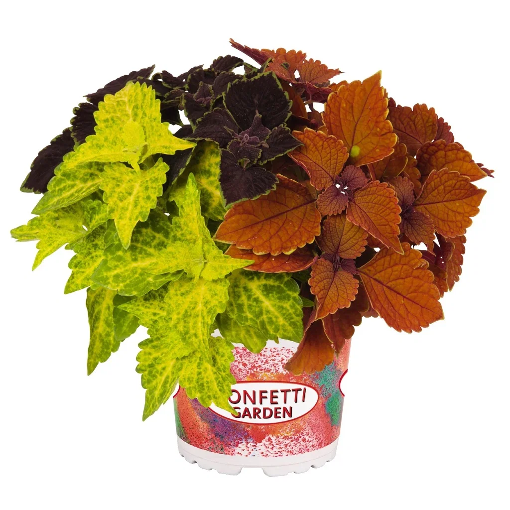 Coleus Romantic G.