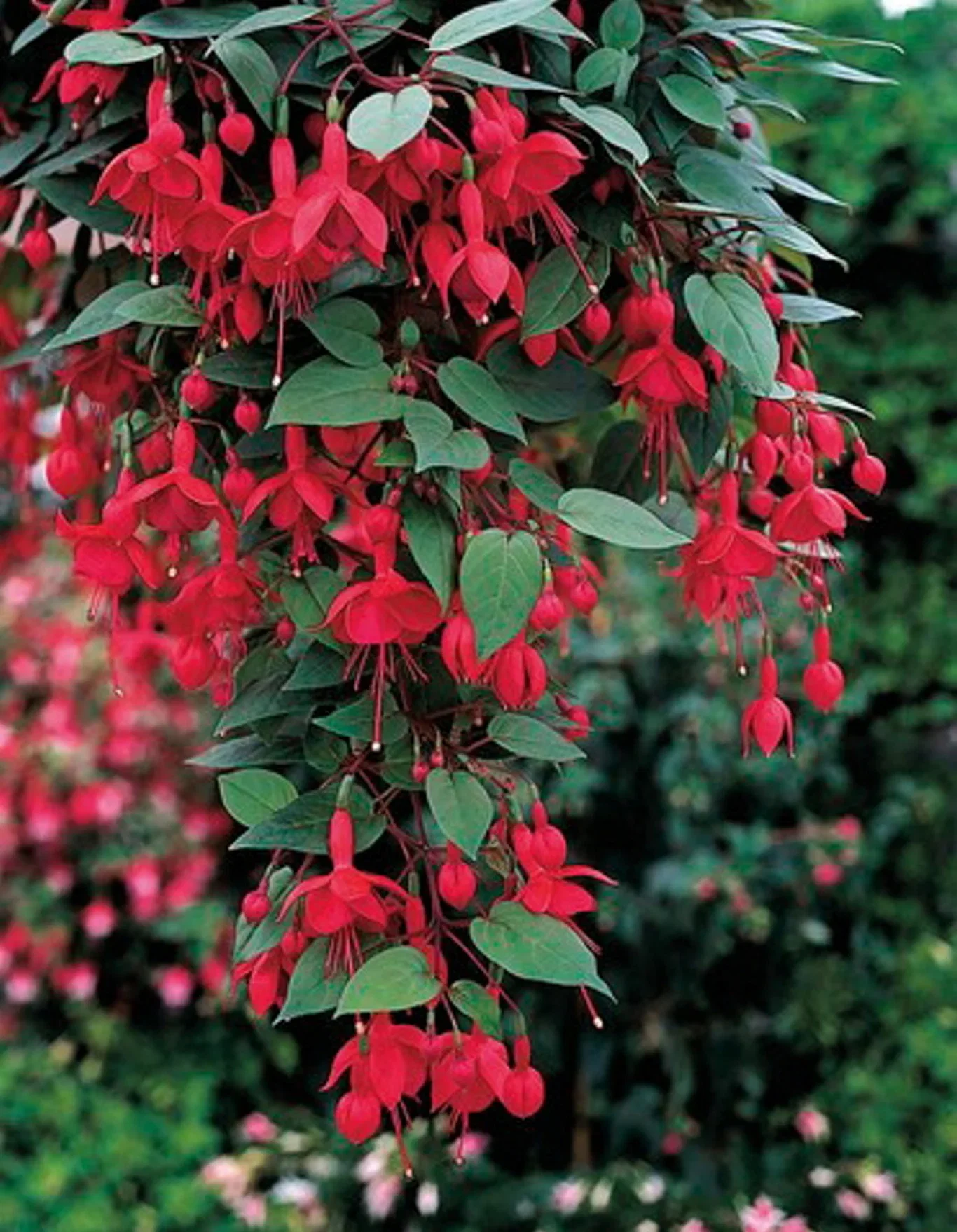 Fuchsia 6 cm