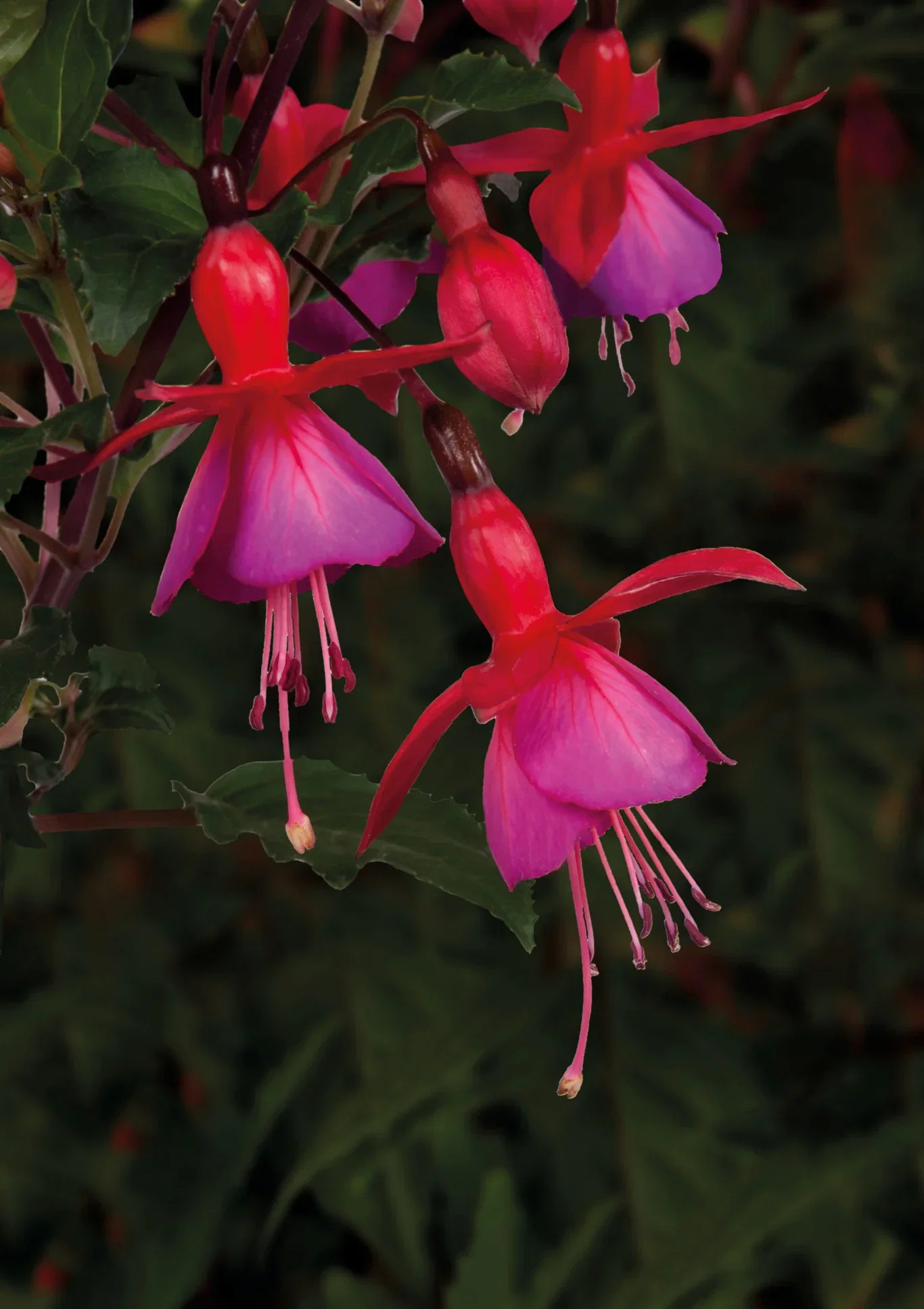 Fuchsia 6 cm