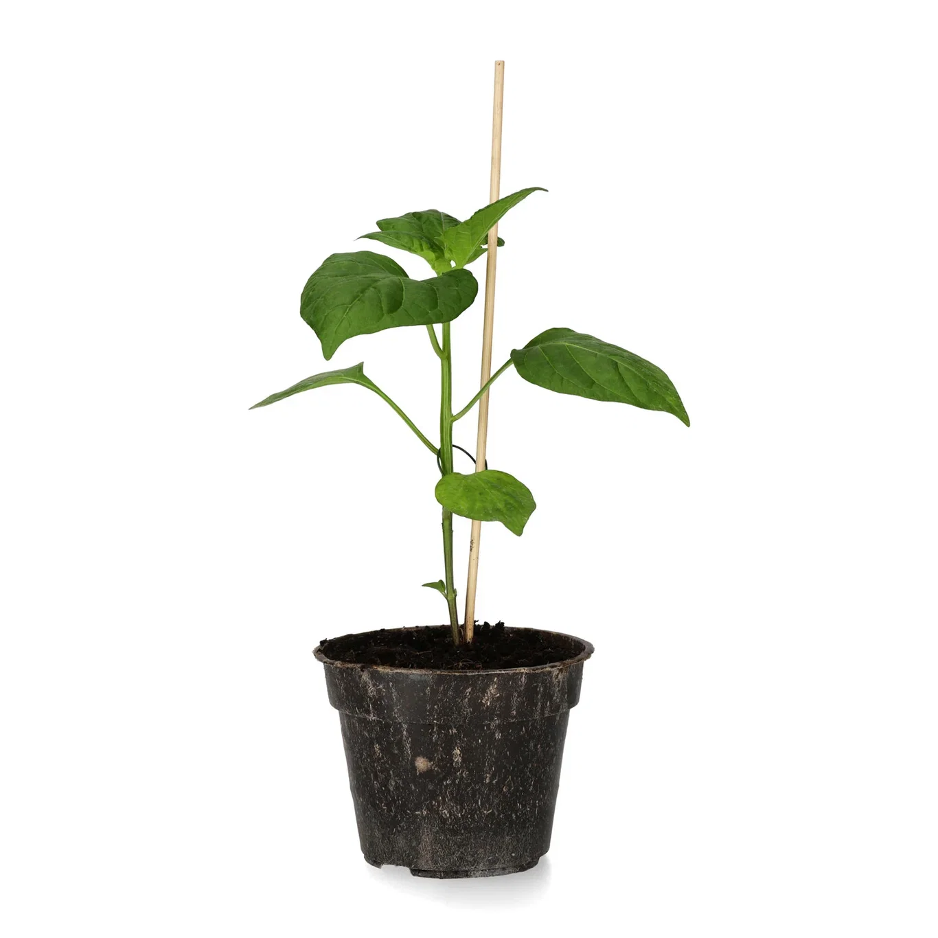 All N. Capsicum Chili 'Lemon' 10,5 cm