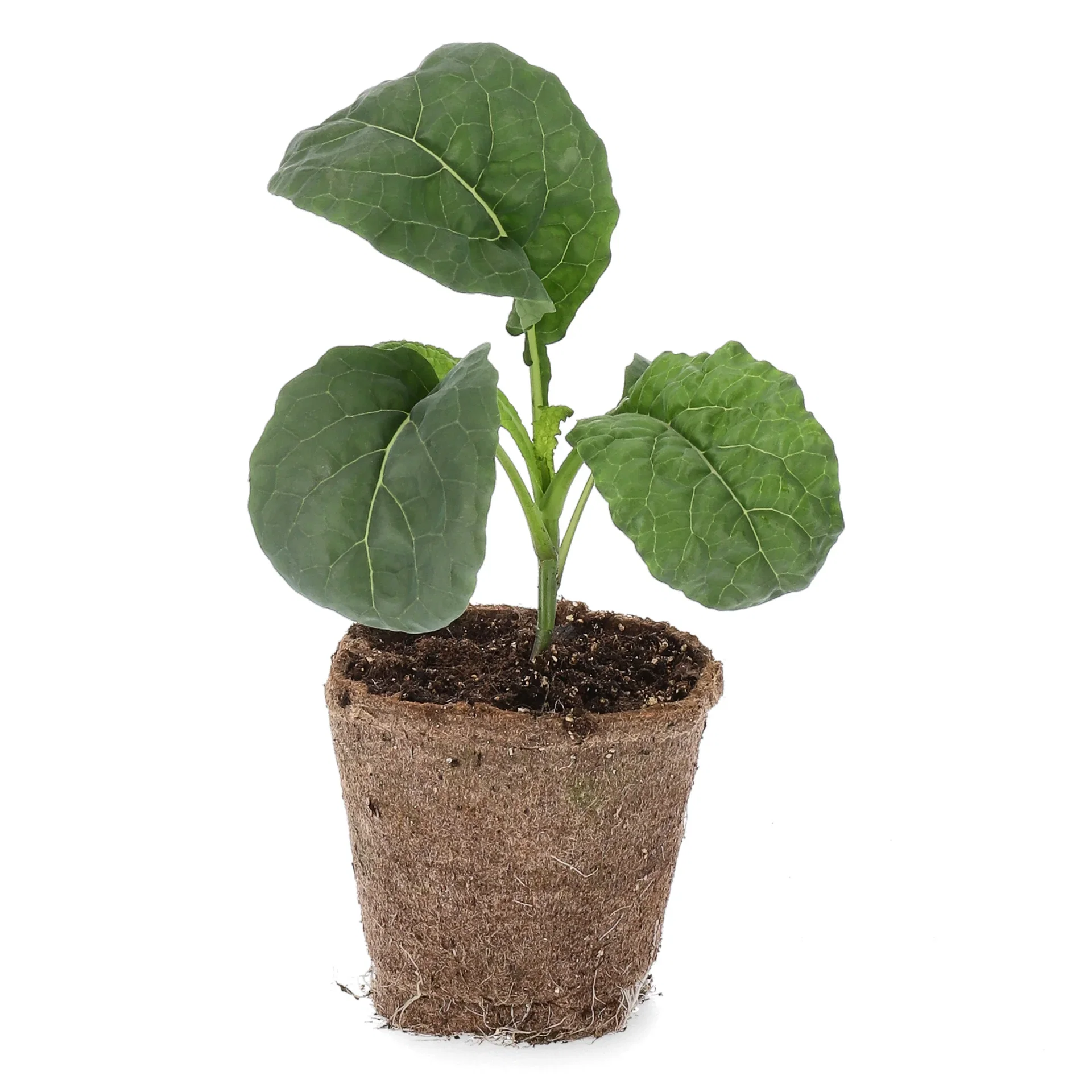 All N. Black Cabbage KRAV 10,5 cm