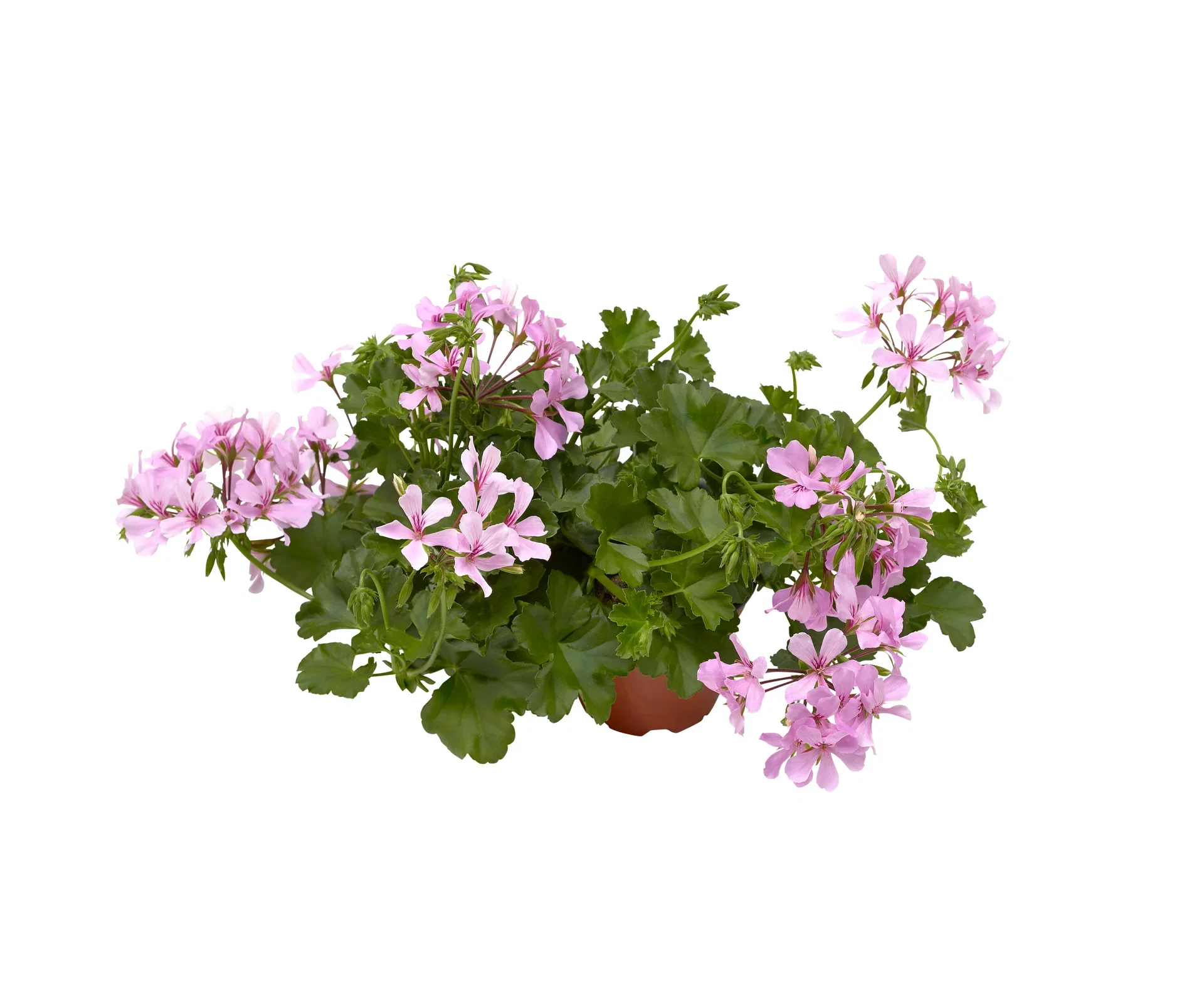 Hengende pelargon 'Super Cascade Appleblossom'