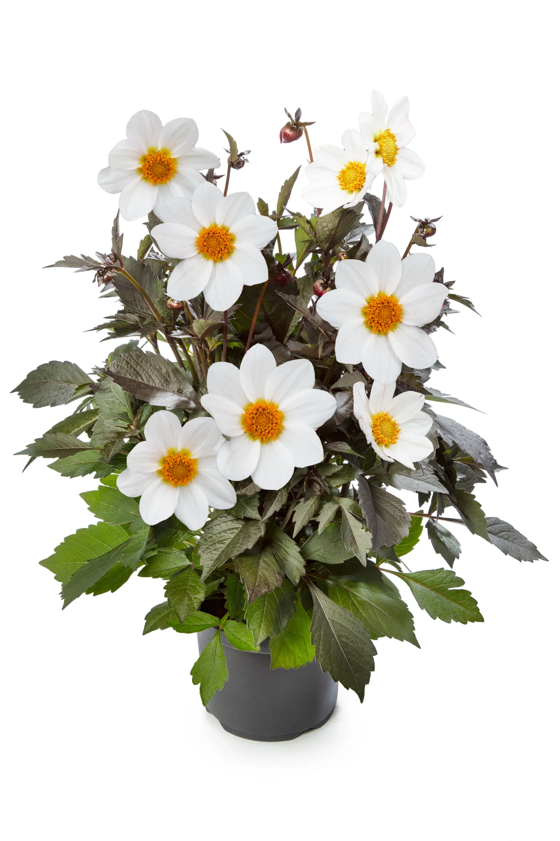 Dahlia dark leaf single fl. White 19 cm