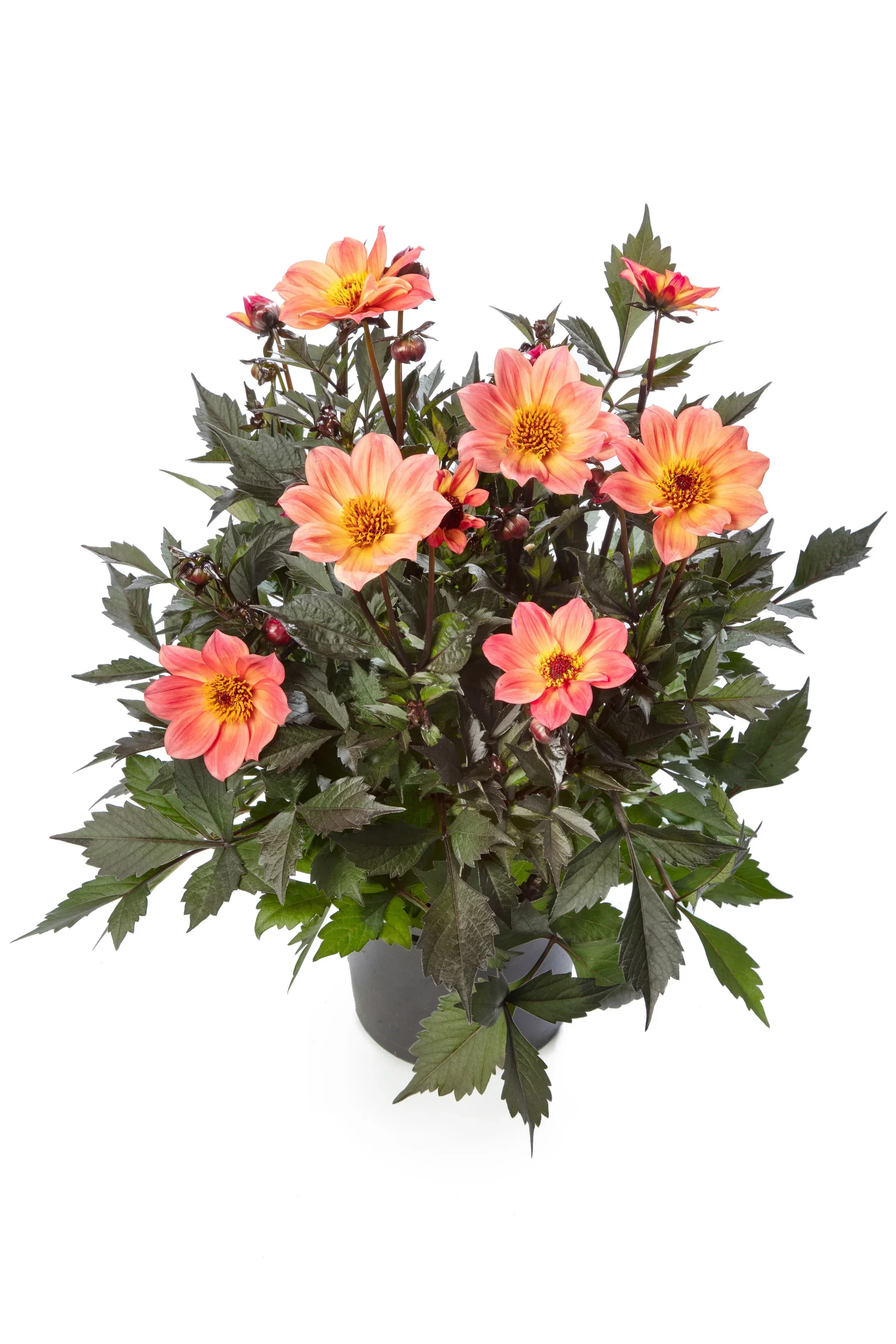 Dahlia dark leaf single fl. Pink 19 cm