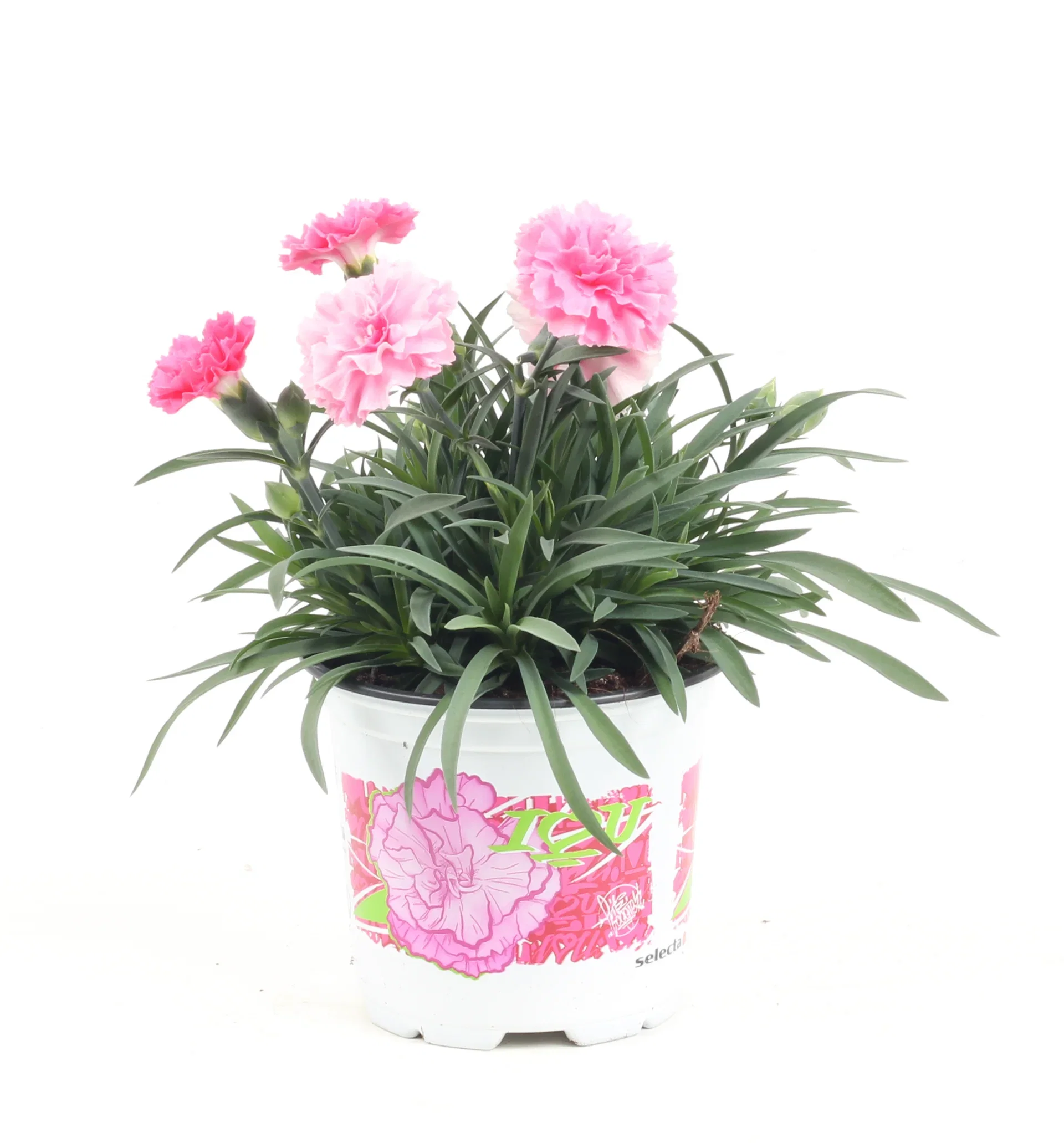 Dianthus 'I love You' 10,5 cm