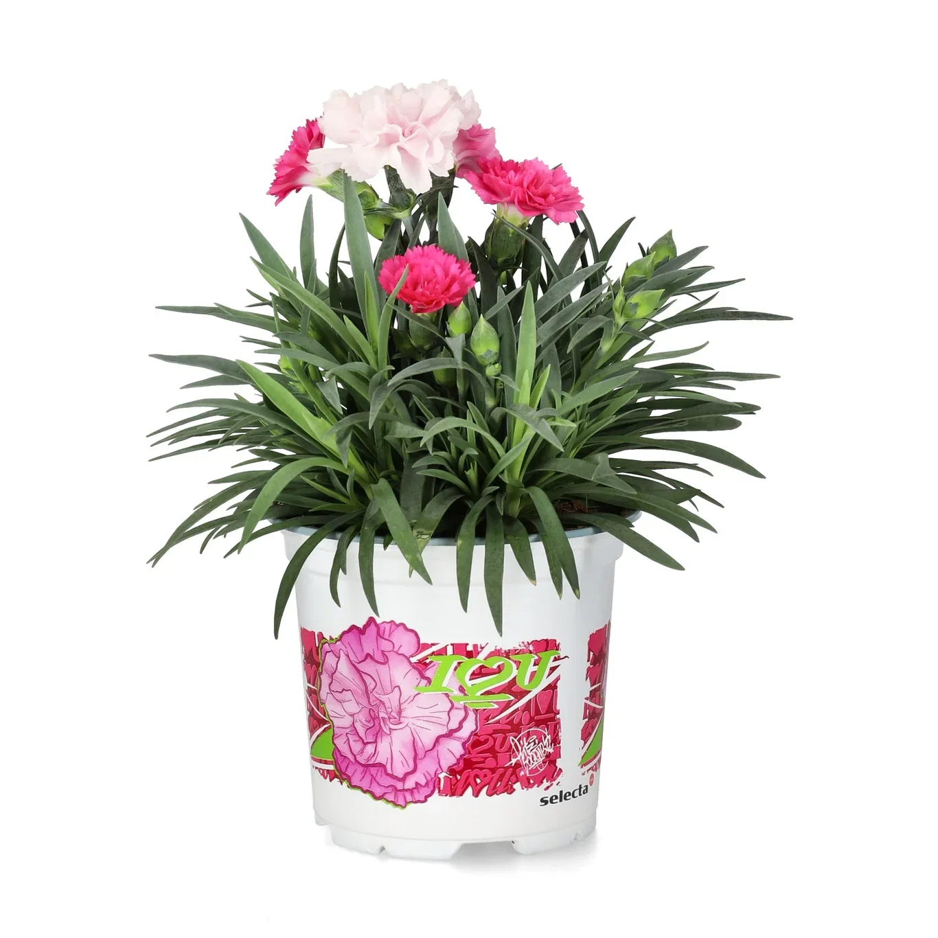 Dianthus 'I love You' 10,5 cm