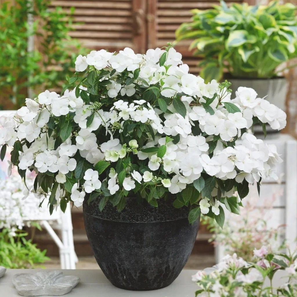 Hortensia RUNAWAY BRIDE SNOW WHITE