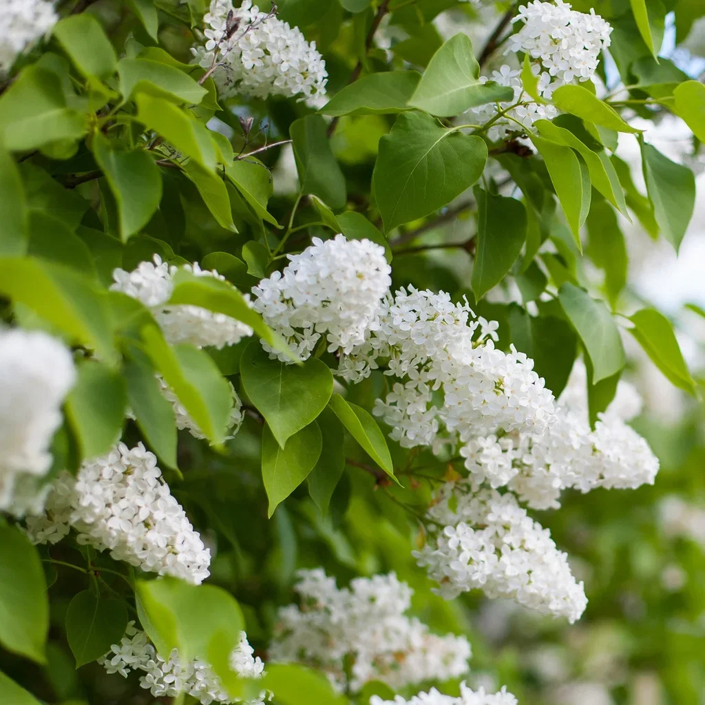 Syringa vulgaris f. alba 4,5L