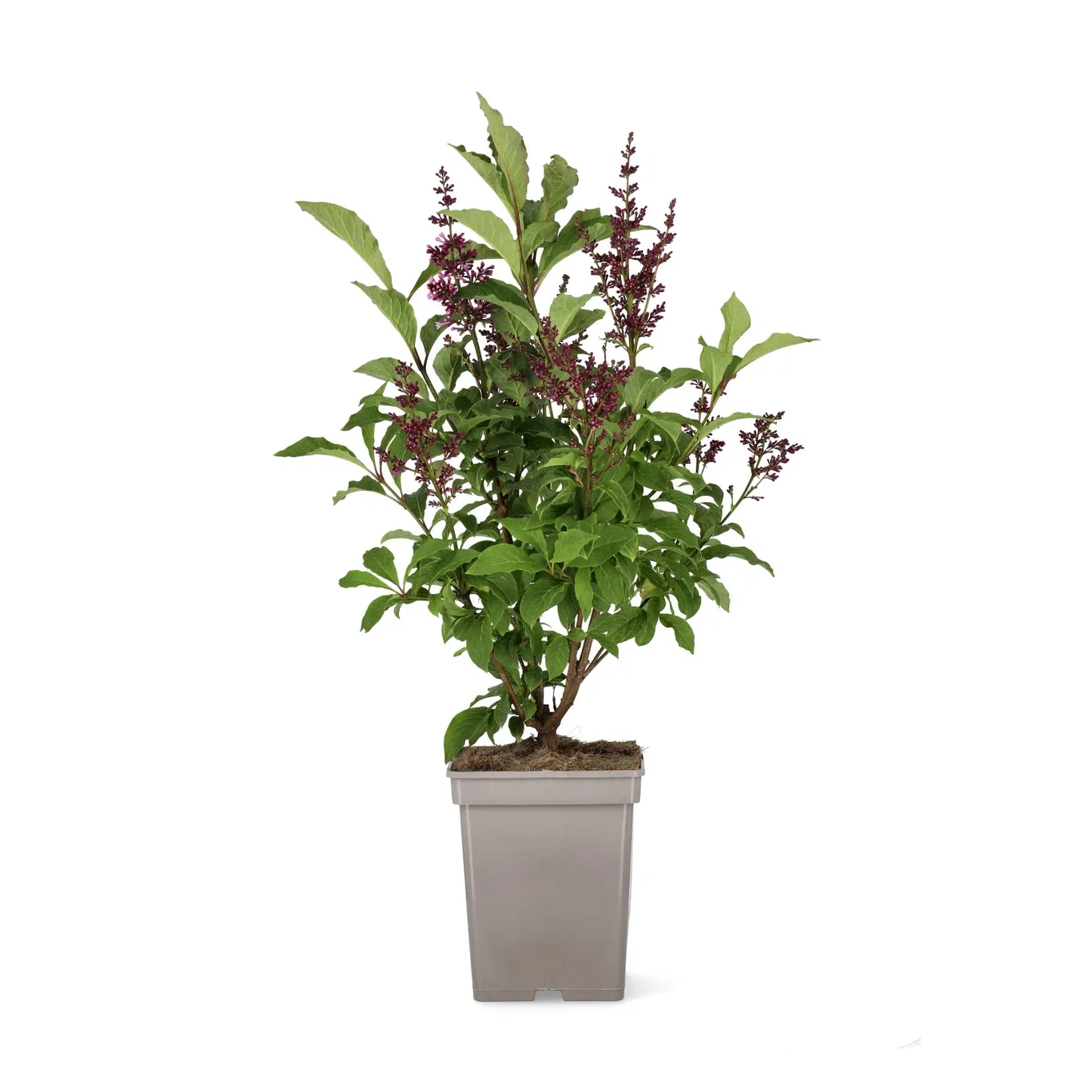 Syringa x prestoniae 'Royalty' 30-50cm 23cm