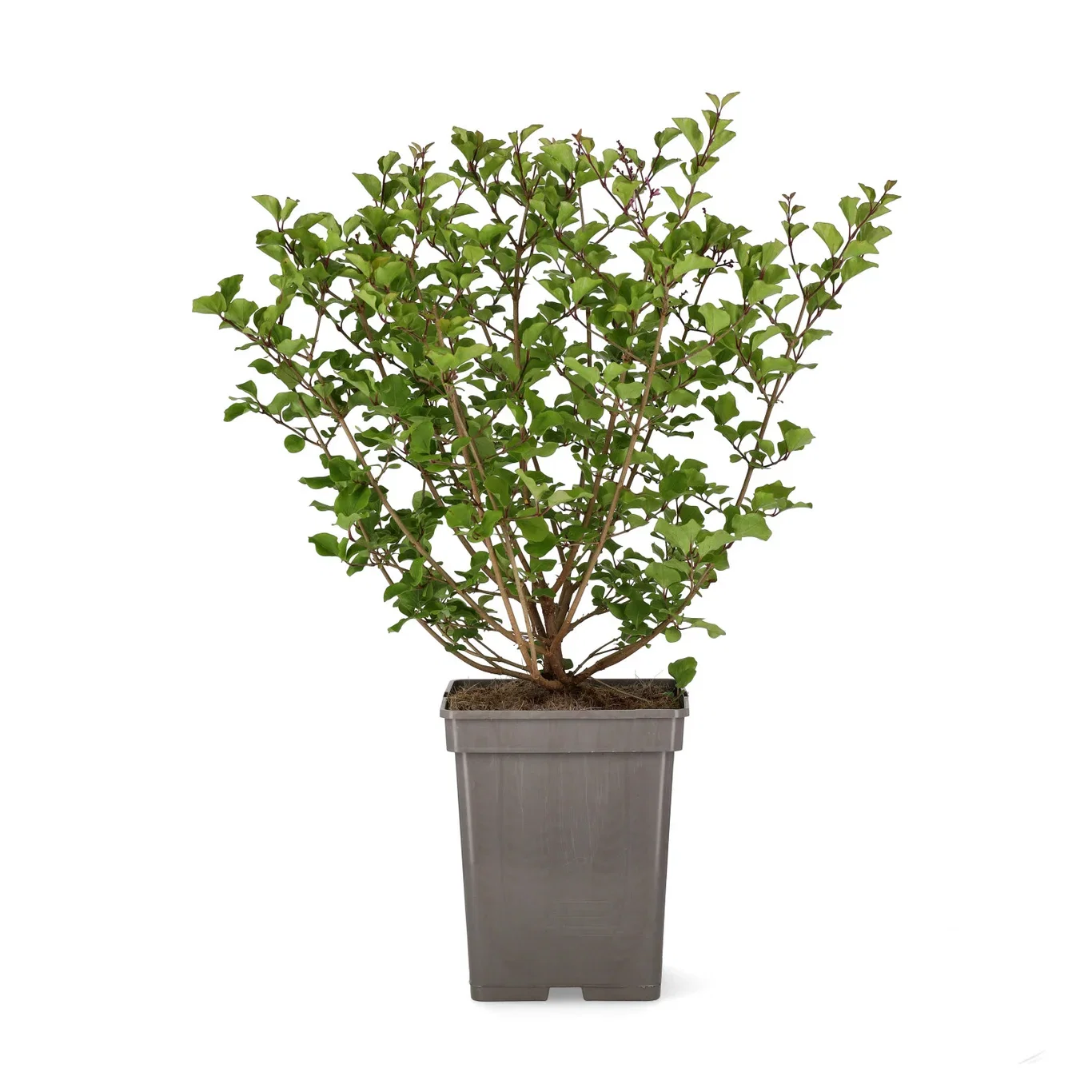 Syringa meyeri 'Palibin' 30-50cm 23cm