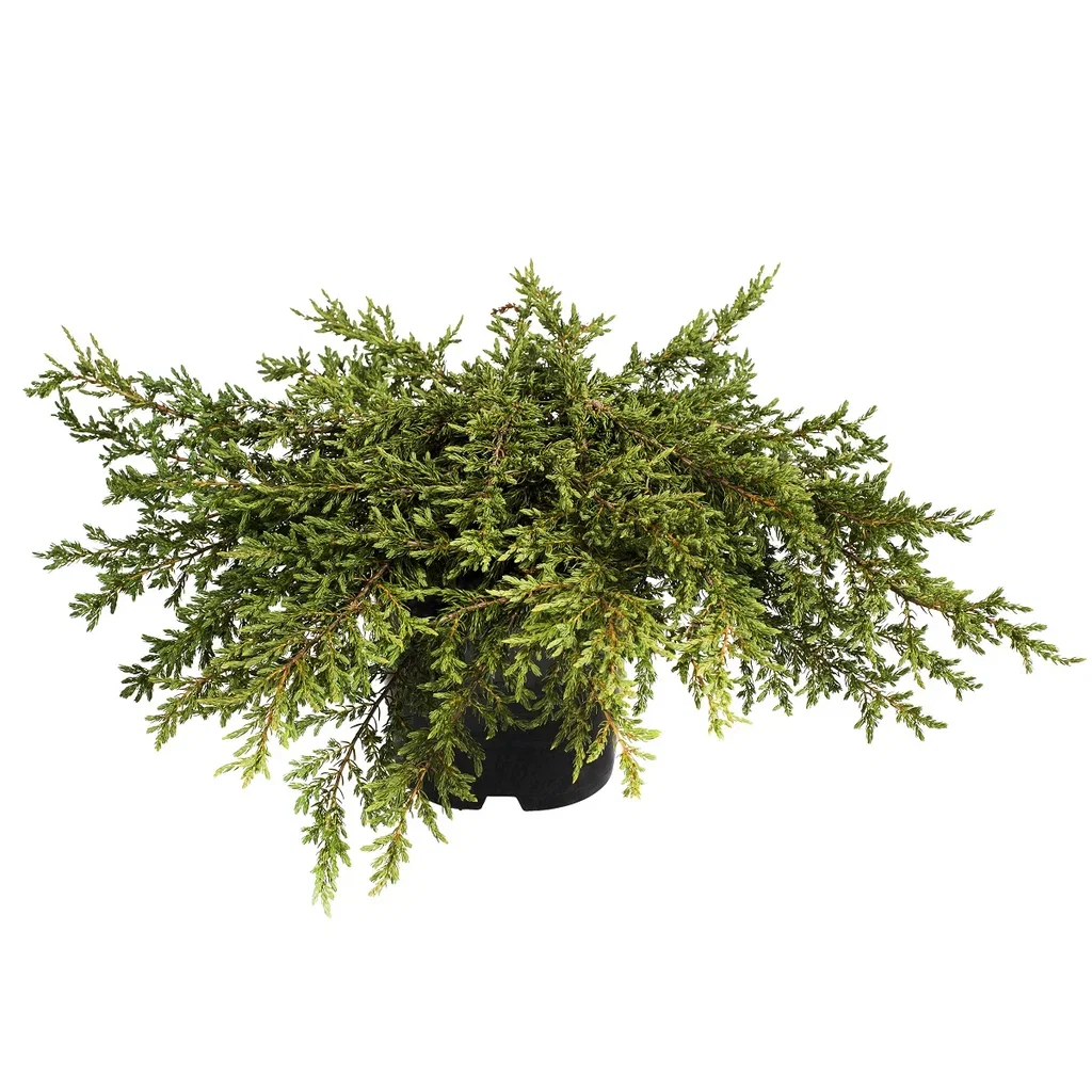 Juniperus communis 'Green Carpet' 23cm