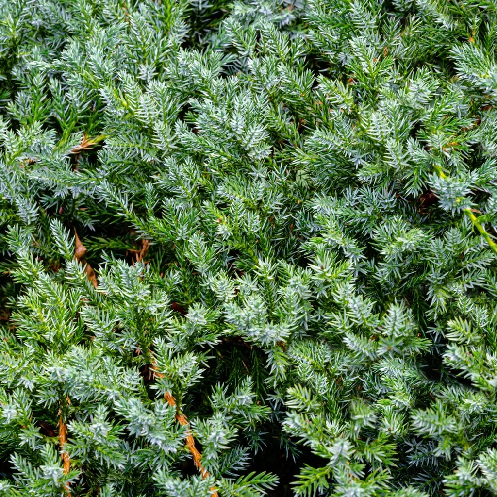 Himalayaeiner 'Blue Carpet'