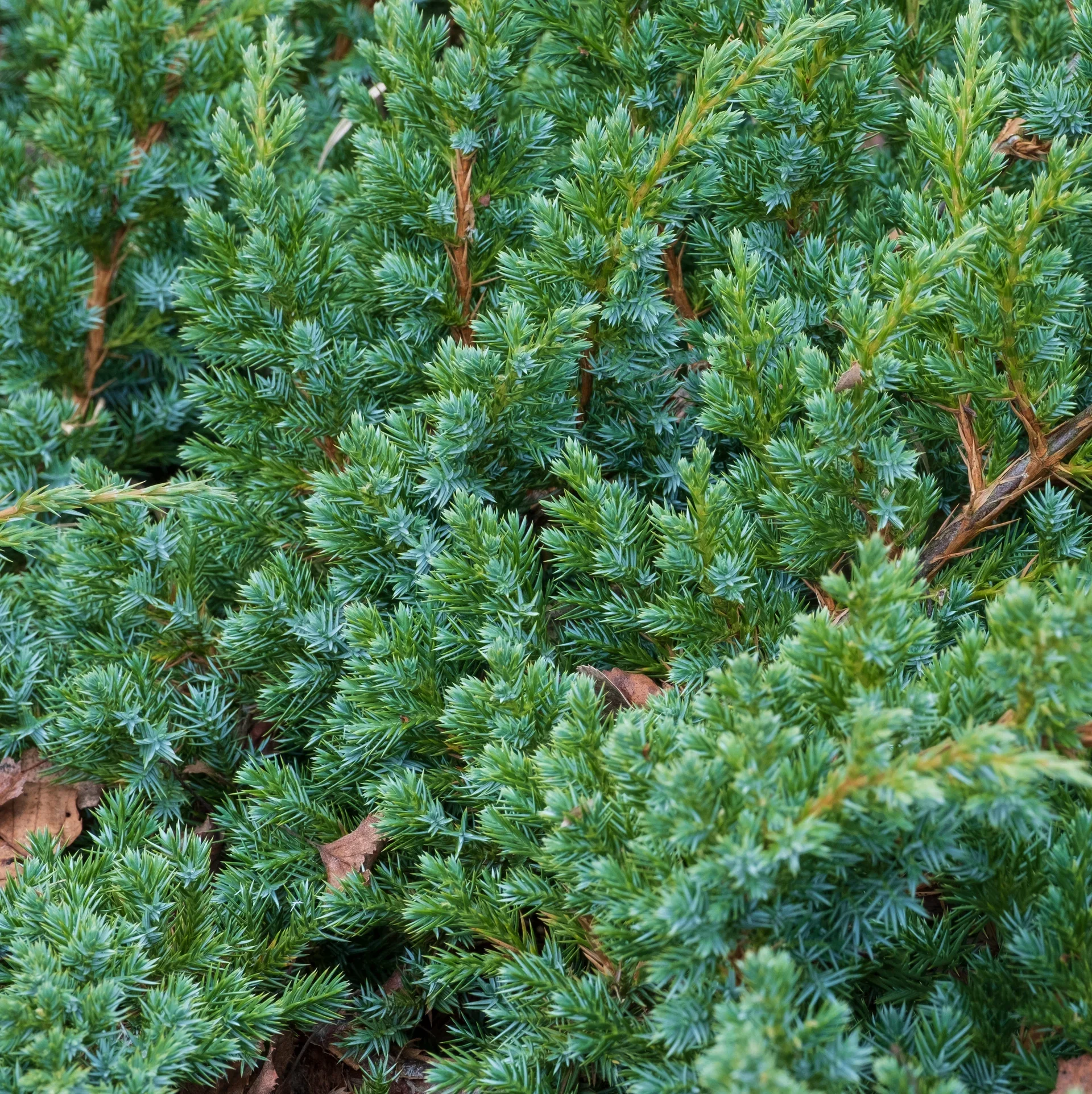 Himalayaeiner 'Meyeri'