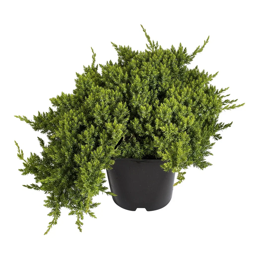 Juniperus procumbens 'Nana' 32cm