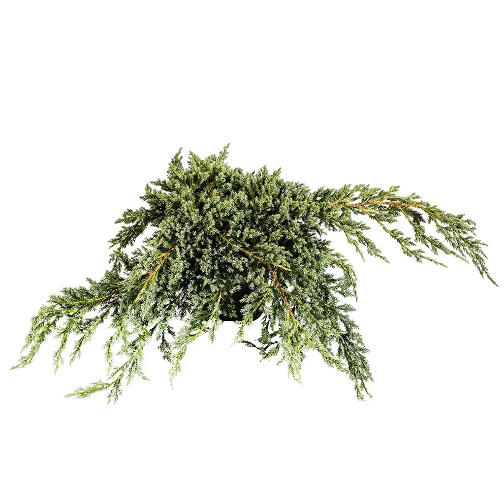 Juniperus squamata 'Blue Carpet' 32cm