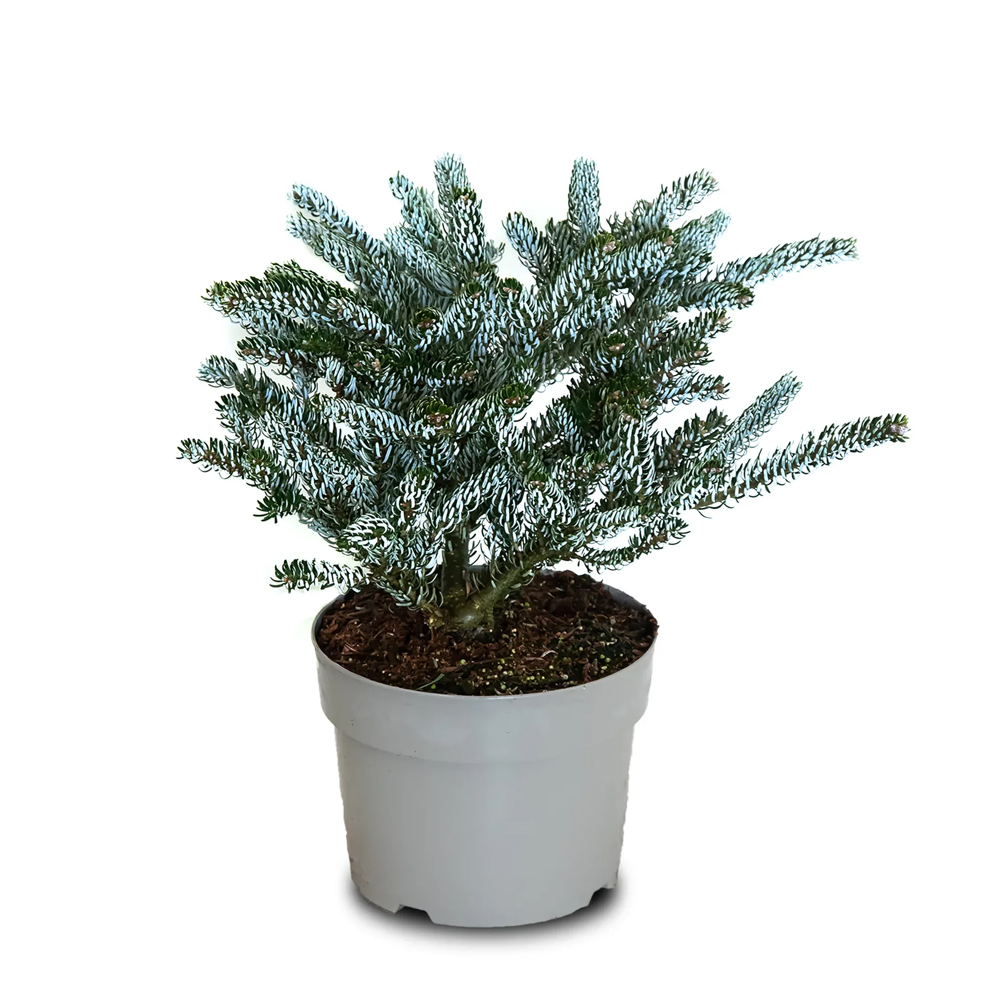 Koreaedelgran 'Silberlocke'