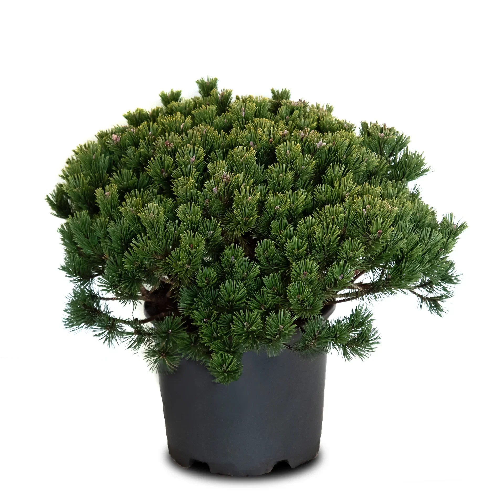 Buskfuru 'Klostergrün'