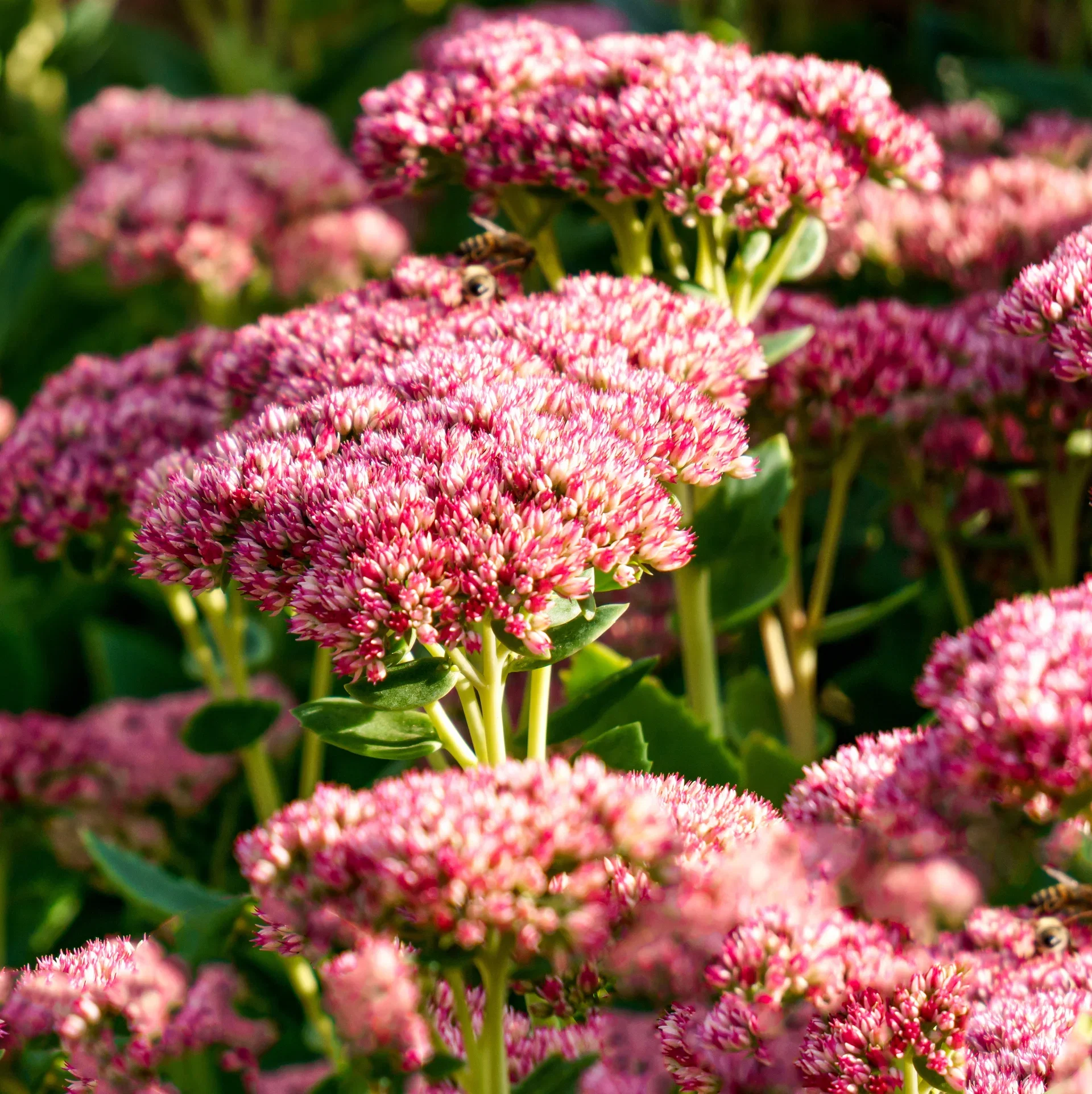 Hagesmørbukk 'Seduction Green Leaves Rose'