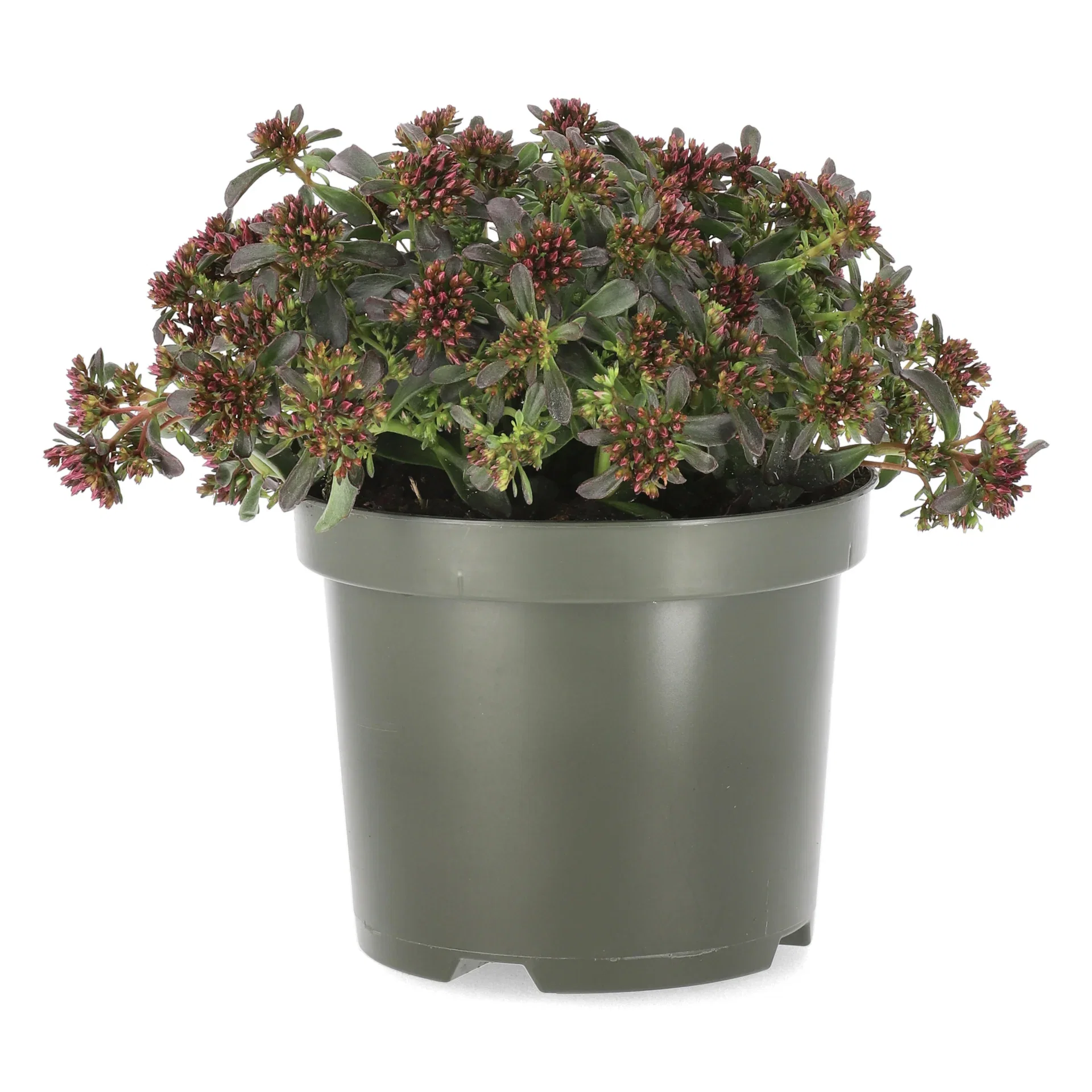 Gravbergknapp ‘Spot On Deep Rose’