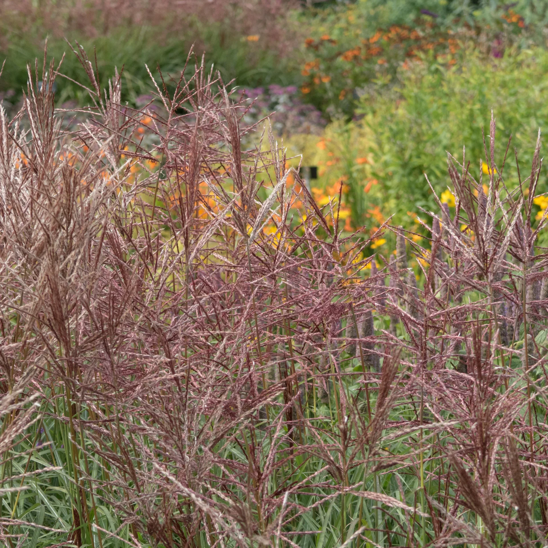 Miscanthus sinensis 'Octoberfest' 24cm