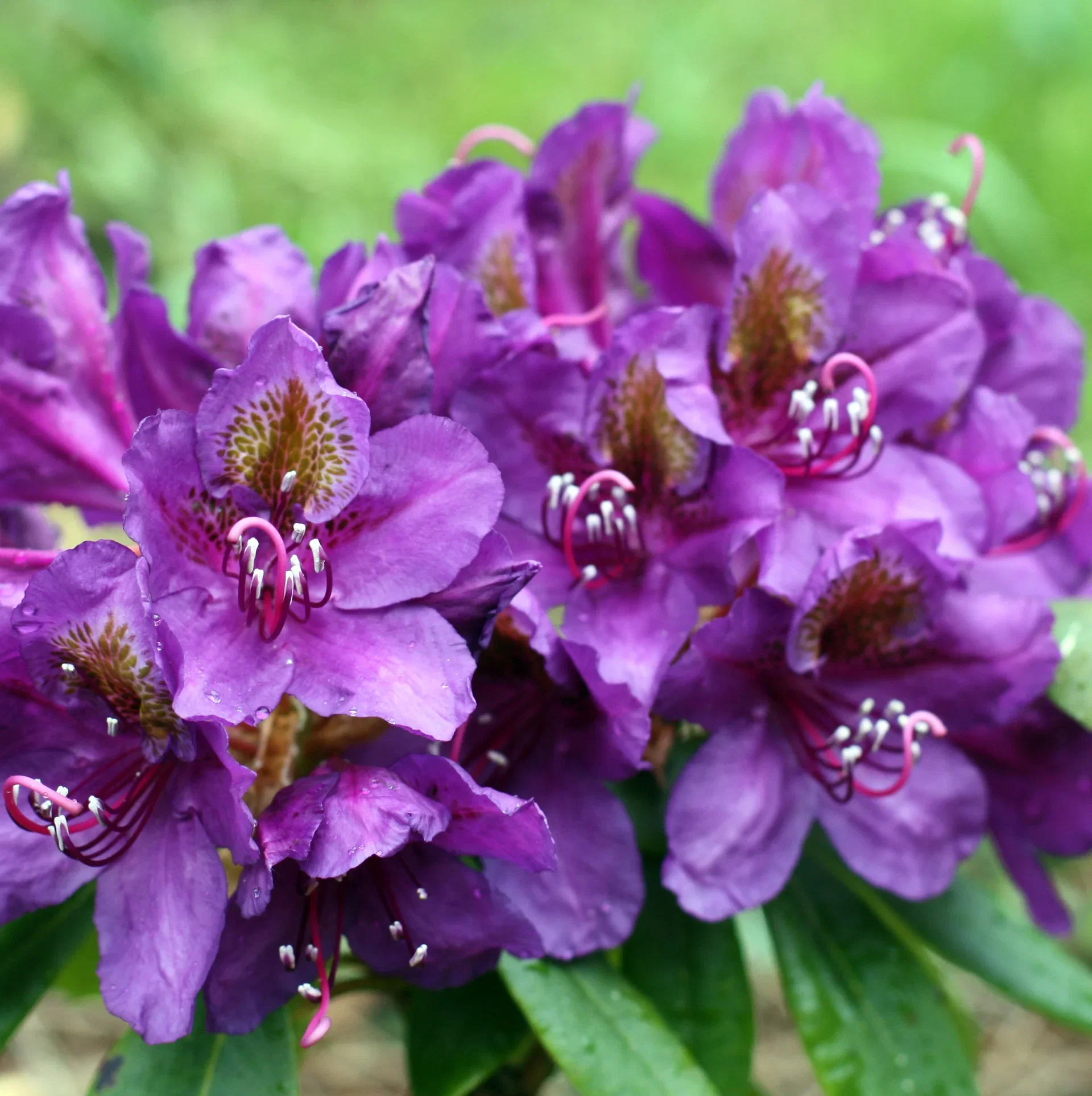 Ponticum rhododendron 'Marcel Menard'